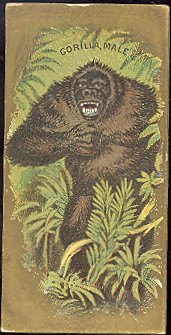 N216 Gorilla Male.jpg